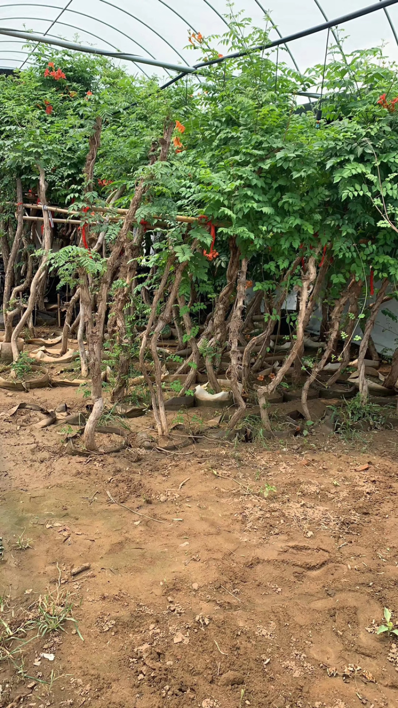 优质批发本地凌霄小苗，1公分～12公分凌霄