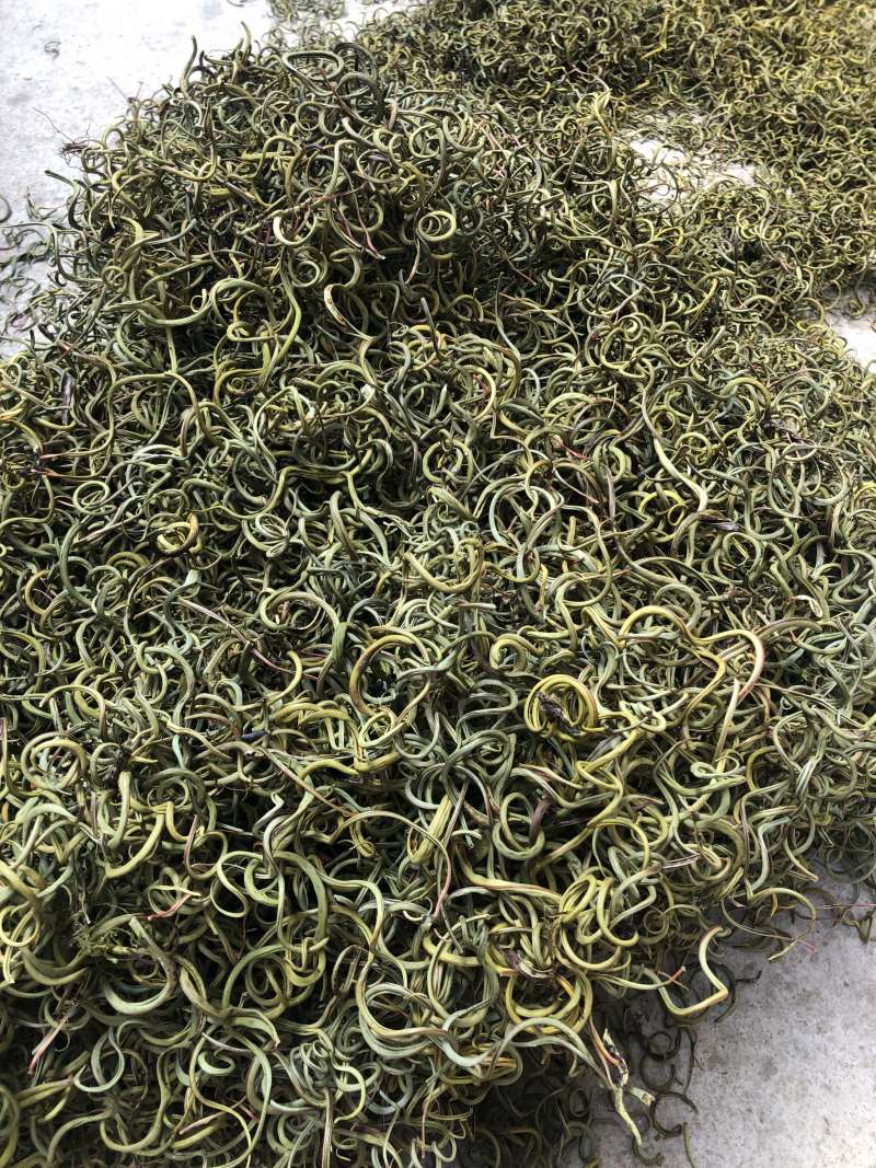 〈好货〉化石草，野生化石草，颜色绿，一手货源，肾精茶