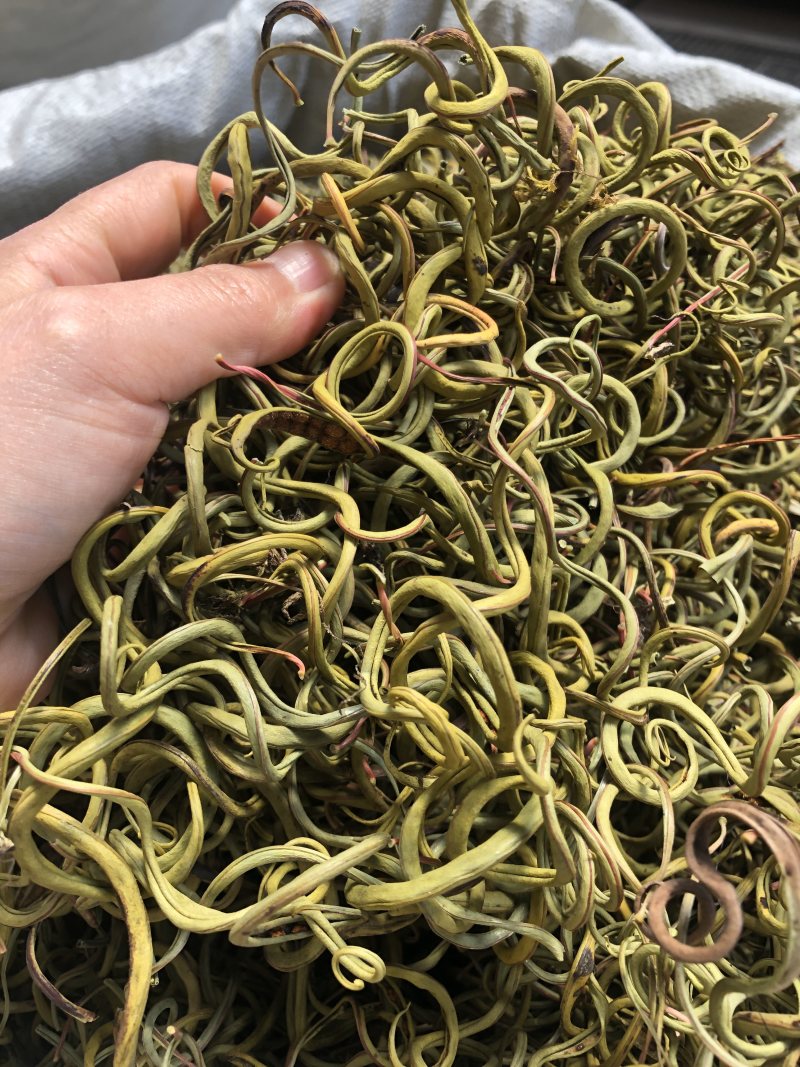 〈好货〉化石草，野生化石草，颜色绿，一手货源，肾精茶