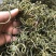 〈好货〉化石草，野生化石草，颜色绿，一手货源，肾精茶