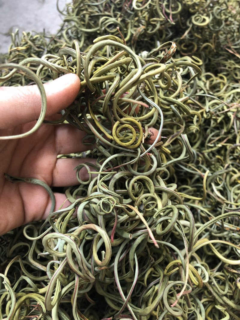 〈好货〉化石草，野生化石草，颜色绿，一手货源，肾精茶