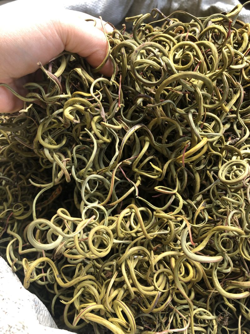 〈好货〉化石草，野生化石草，颜色绿，一手货源，肾精茶