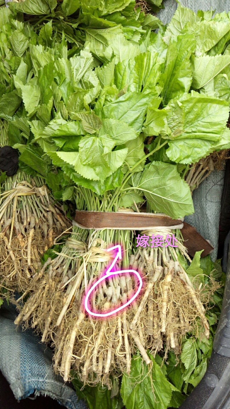 桑树苗白玉皇果桑苗现挖嫁接苗果大青甜可口
