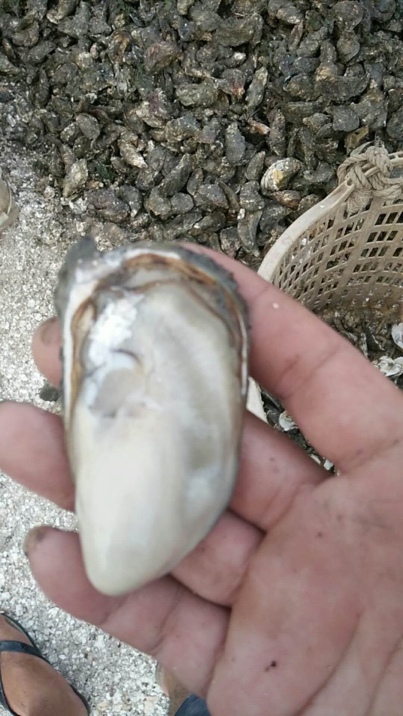 网红蚝，2-5斤小包装，烧烤需要的50-100斤包装也有