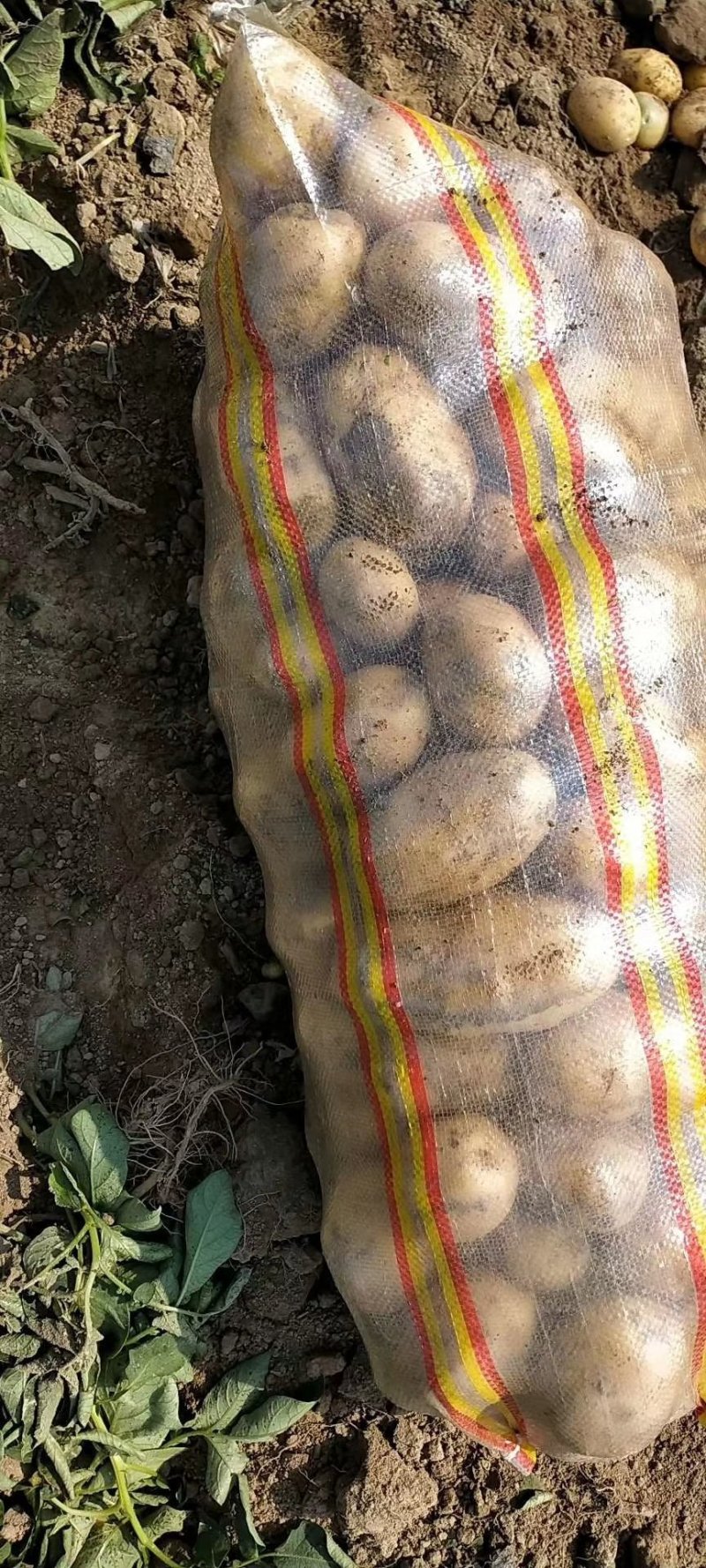 土豆兴佳中薯，荷兰十五，大量上市中，可以代发，诚信合作