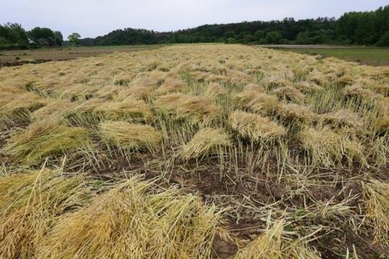 2024新上万亩优质油菜籽！籽粒饱满出油率高！