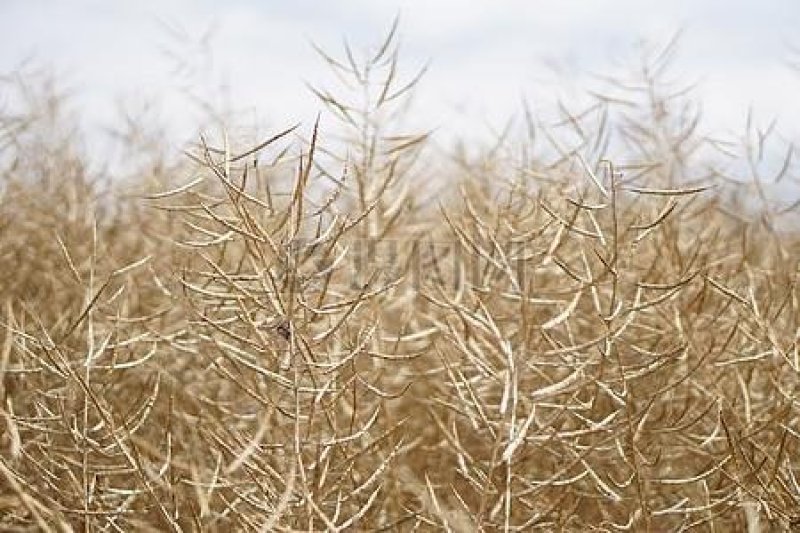 2024新上万亩优质油菜籽！籽粒饱满出油率高！