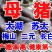 仔猪三元长白大白杜洛克黑猪品种纯正包成活送到家
