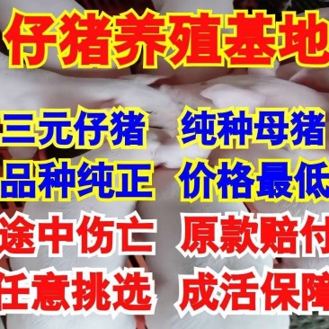 仔猪三元长白大白杜洛克黑猪品种纯正包成活送到家