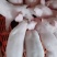 仔猪三元长白大白杜洛克黑猪品种纯正包成活送到家