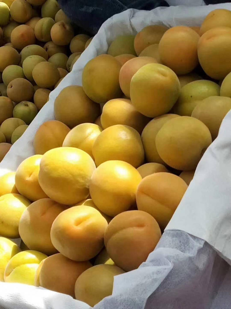陕西杏，金太阳杏，产地直供，一手货源，大量供应