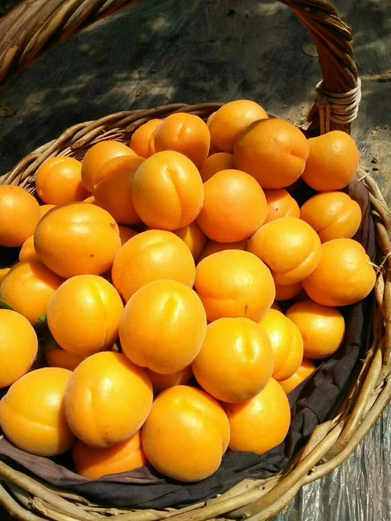 陕西杏，金太阳杏，产地直供，一手货源，大量供应