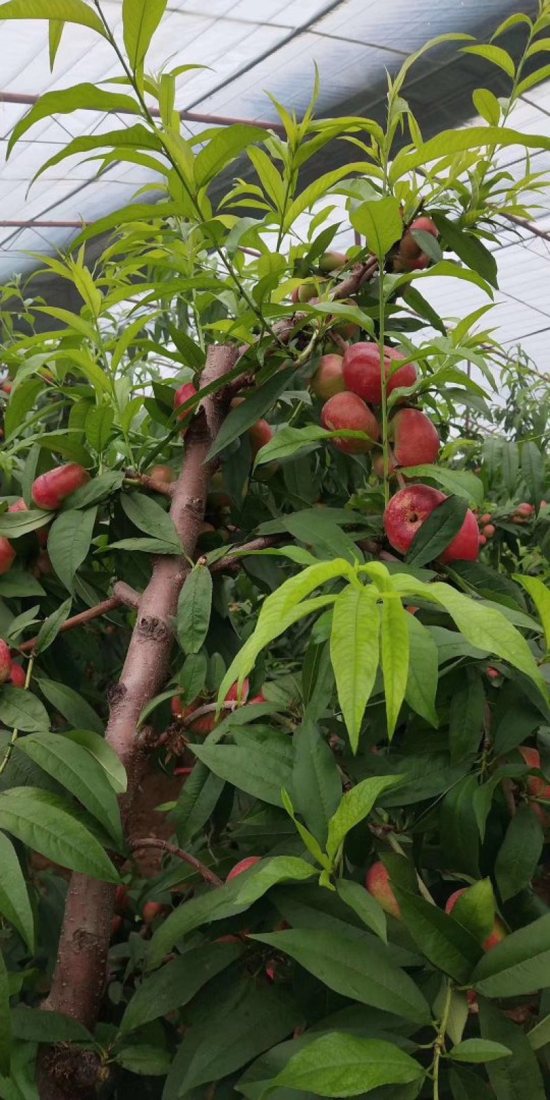 蟠桃油蟠桃陕西蟠桃大量现货现摘现发基地直供