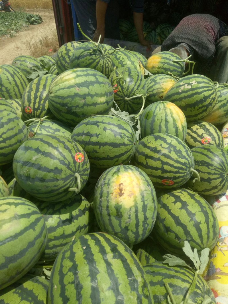 【实力推荐】陕西美都西瓜大量有货产地直发可视频看货
