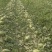 【实力推荐】陕西美都西瓜大量有货产地直发可视频看货