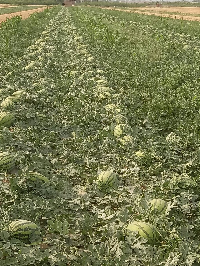【实力推荐】陕西美都西瓜大量有货产地直发可视频看货