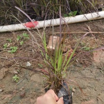 水生植物观赏花草：农户价欢迎各位来考