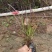 水生植物观赏花草：农户价欢迎各位来考