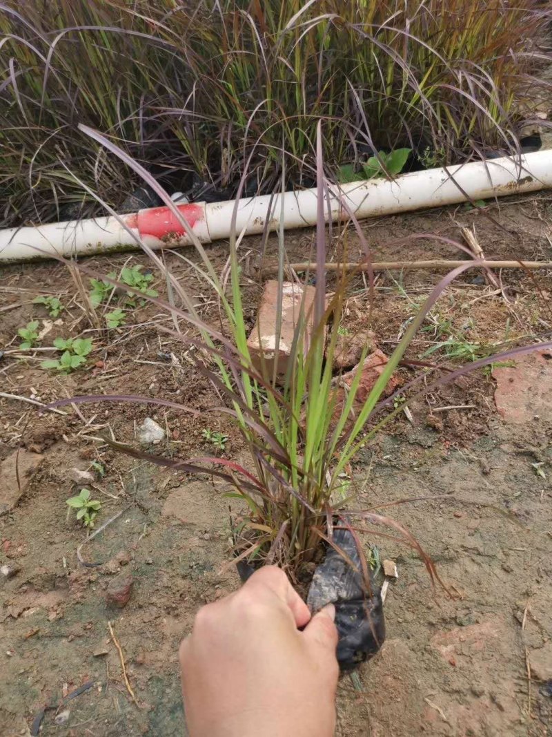 水生植物观赏花草：农户价欢迎各位来考