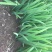 水生植物观赏花草：农户价欢迎各位来考