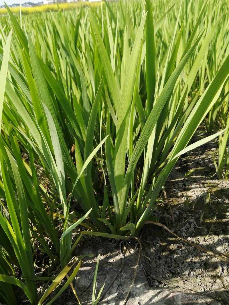 水生植物观赏花草：农户价欢迎各位来考