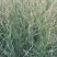 水生植物观赏花草：农户价欢迎各位来考