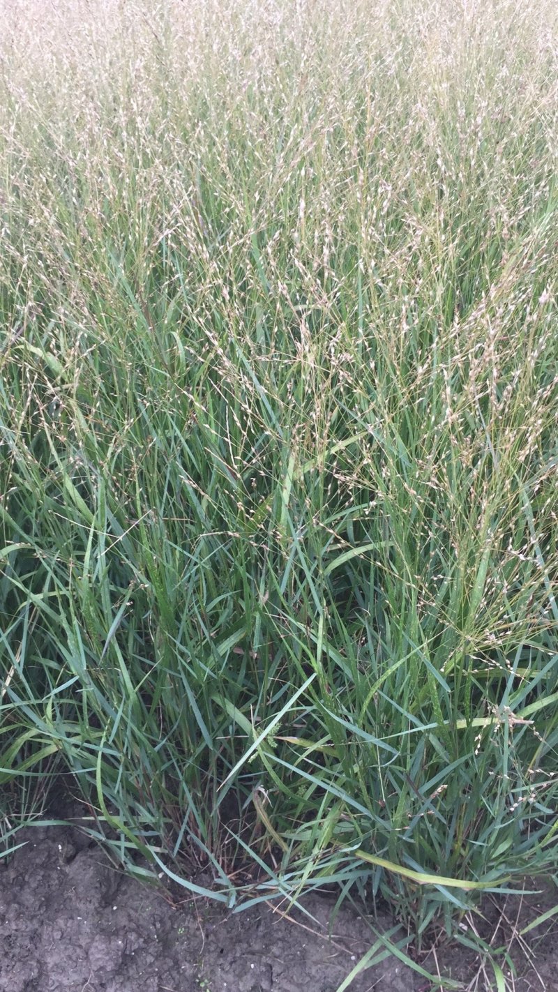 水生植物观赏花草：农户价欢迎各位来考