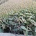 水生植物观赏花草：农户价欢迎各位来考