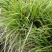 水生植物观赏花草：农户价欢迎各位来考