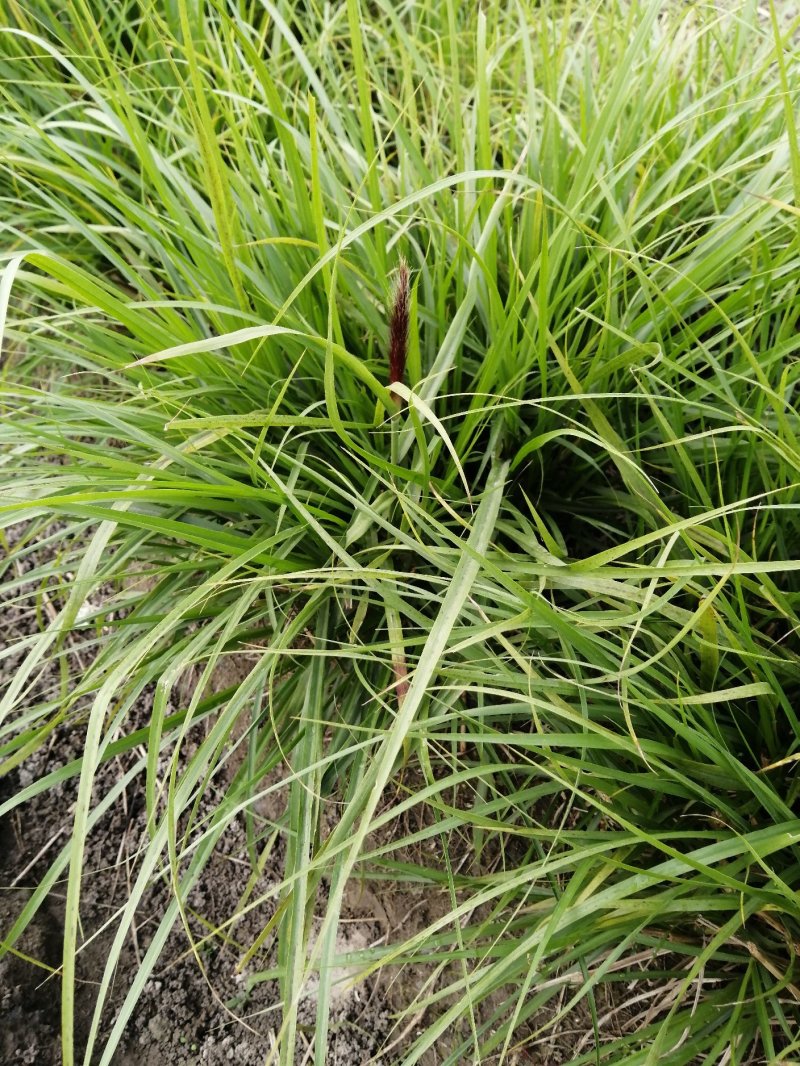 水生植物观赏花草：农户价欢迎各位来考