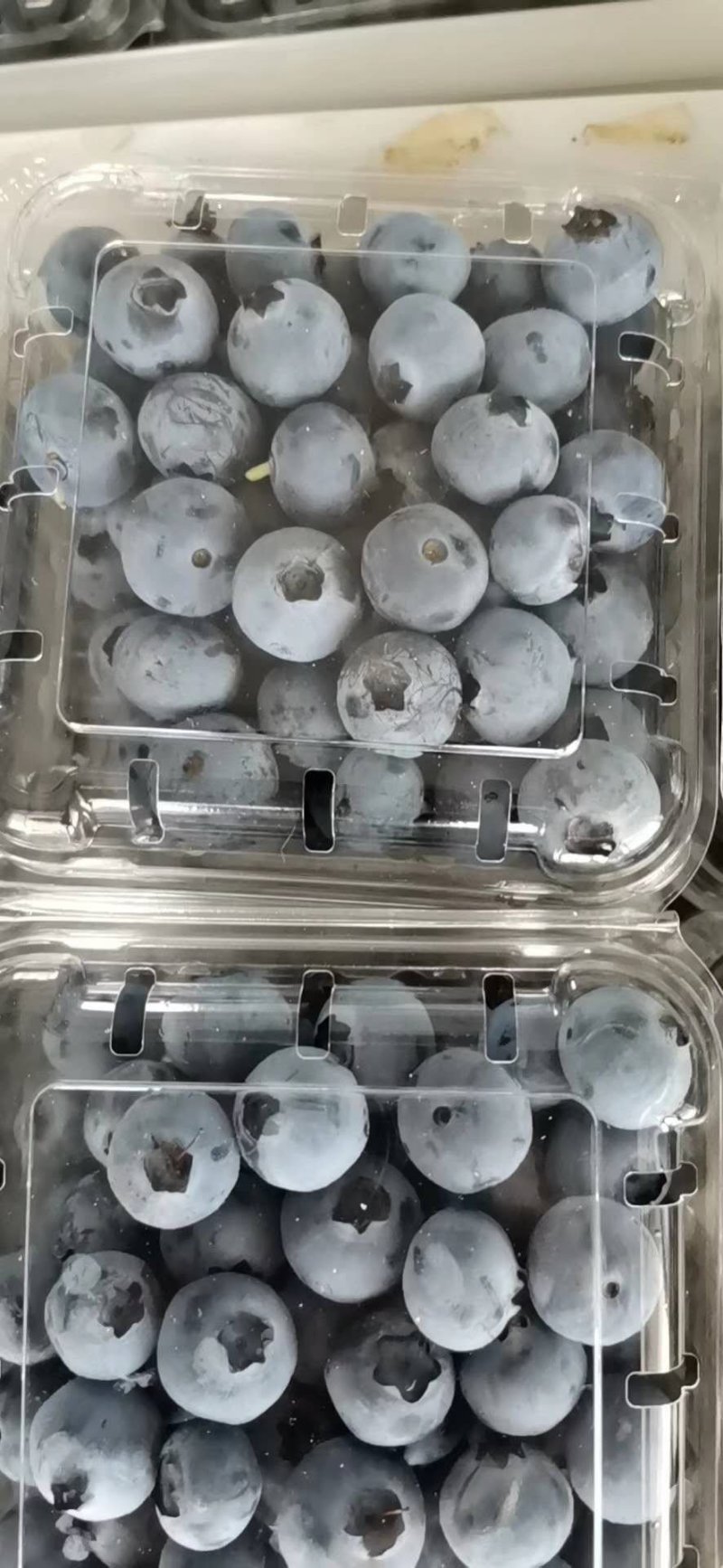 高原蓝莓大量供应L25L11F6优越卡珠宝春高