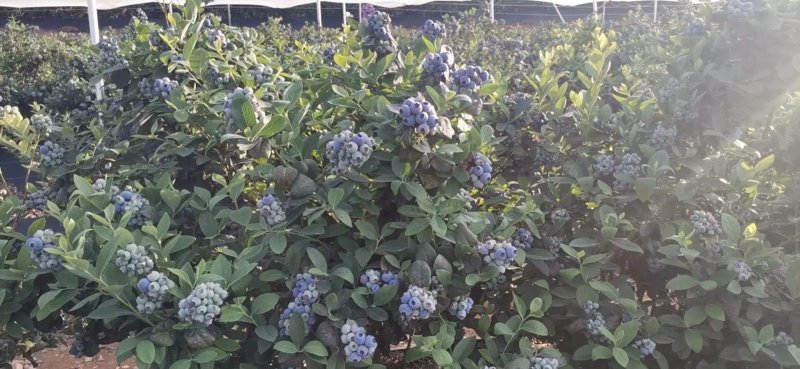 高原蓝莓大量供应L25L11F6优越卡珠宝春高