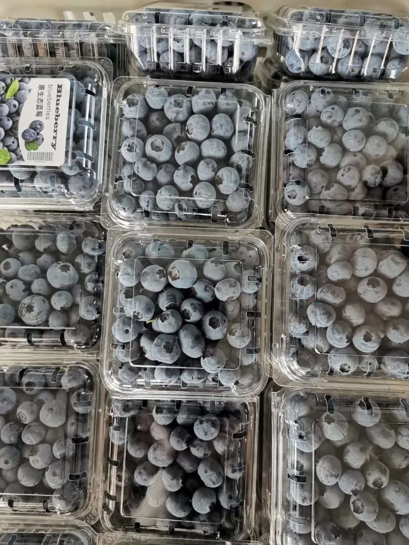高原蓝莓大量供应L25L11F6优越卡珠宝春高