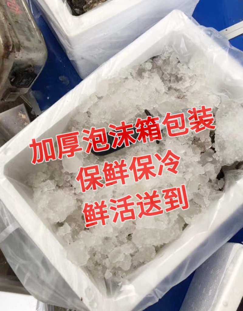 网红家庭版生蚝3斤小包装海蛎贝壳新鲜牡蛎贝壳