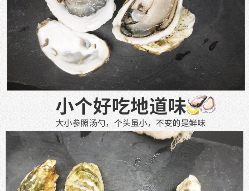 网红家庭版生蚝3斤小包装海蛎贝壳新鲜牡蛎贝壳
