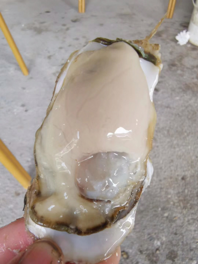 网红家庭版生蚝3斤小包装海蛎贝壳新鲜牡蛎贝壳