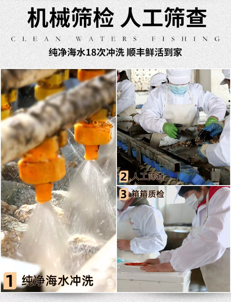 网红家庭版生蚝3斤小包装海蛎贝壳新鲜牡蛎贝壳