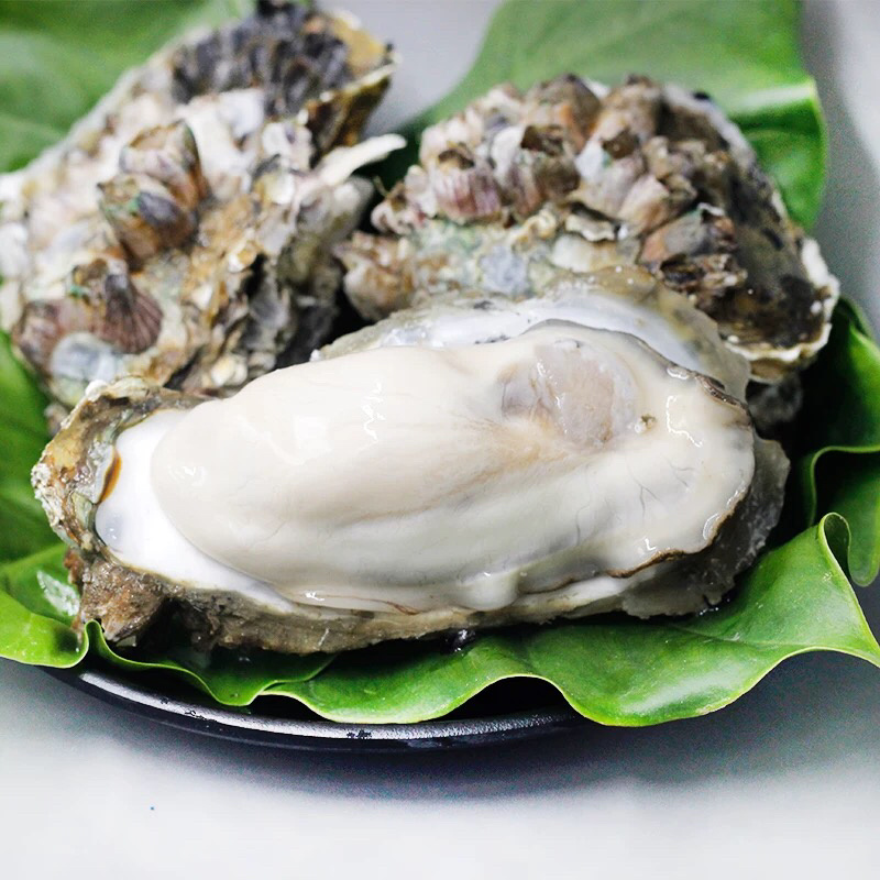 网红家庭版生蚝3斤小包装海蛎贝壳新鲜牡蛎贝壳