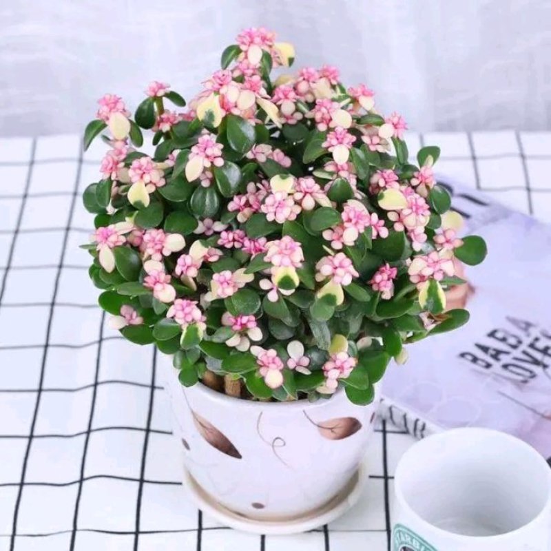 金枝玉叶锦老桩多肉植物雅乐之舞肉肉盆栽办公室内绿植花卉防