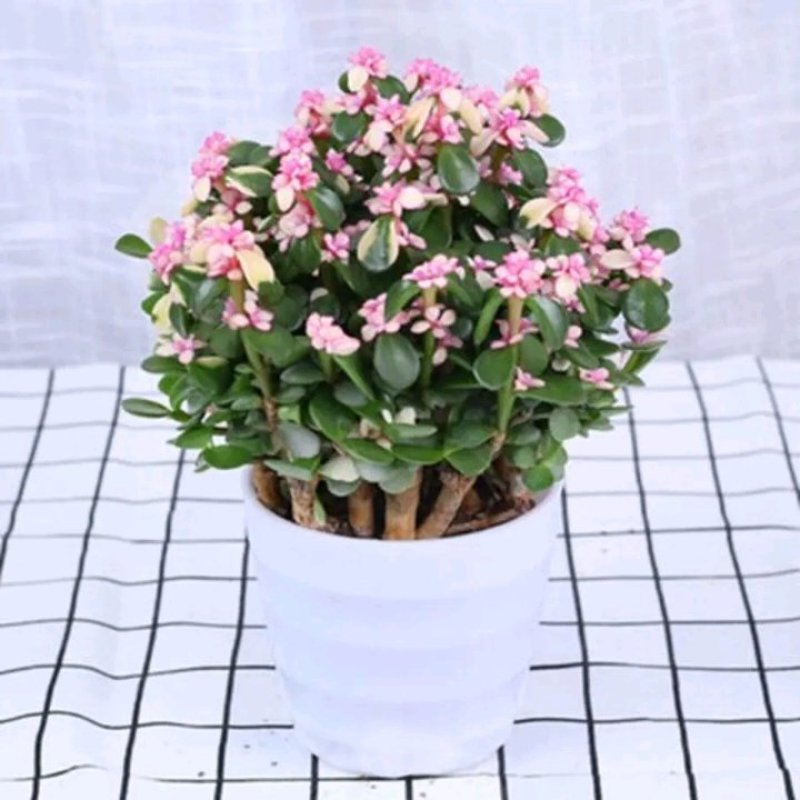 金枝玉叶锦老桩多肉植物雅乐之舞肉肉盆栽办公室内绿植花卉防