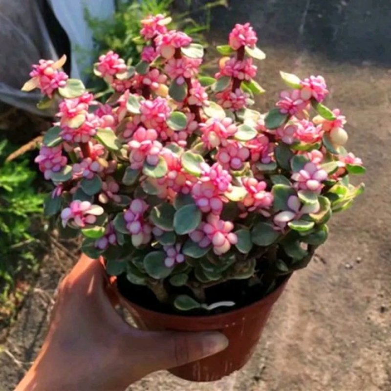 金枝玉叶锦老桩多肉植物雅乐之舞肉肉盆栽办公室内绿植花卉防