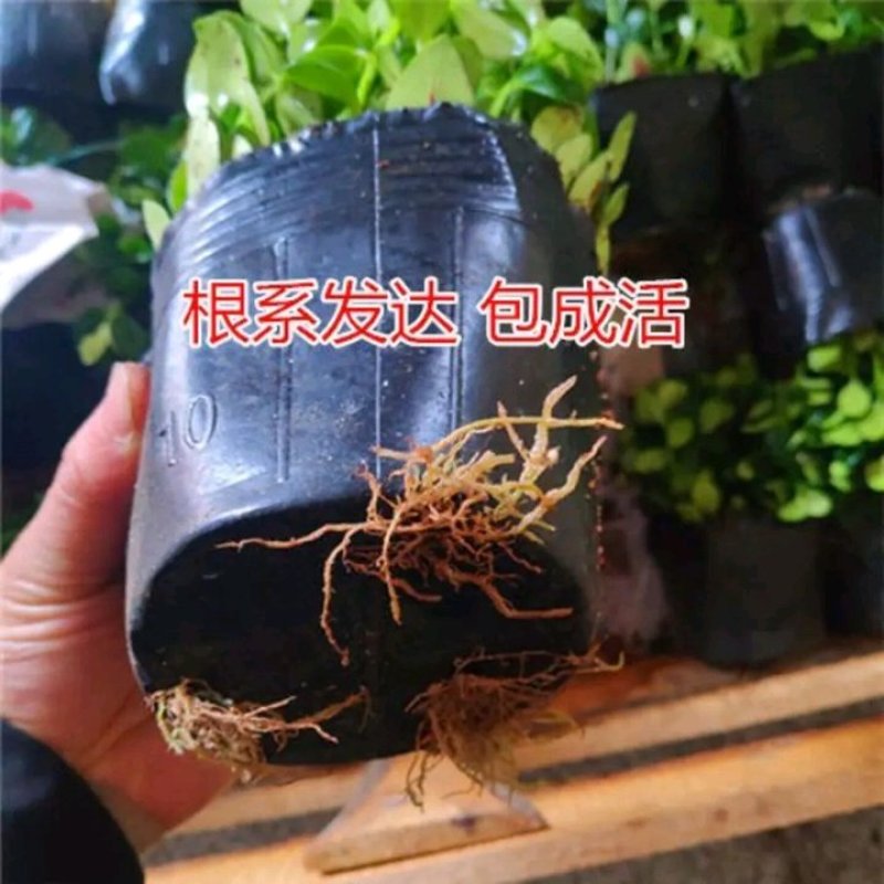 金鱼吊兰金鱼花苗亲嘴鱼口红吊兰四季常青花卉室内盆栽绿植吸