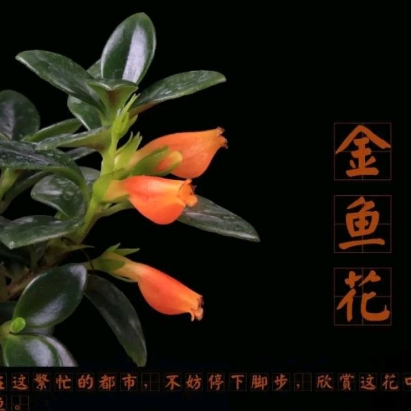 金鱼吊兰金鱼花苗亲嘴鱼口红吊兰四季常青花卉室内盆栽绿植吸