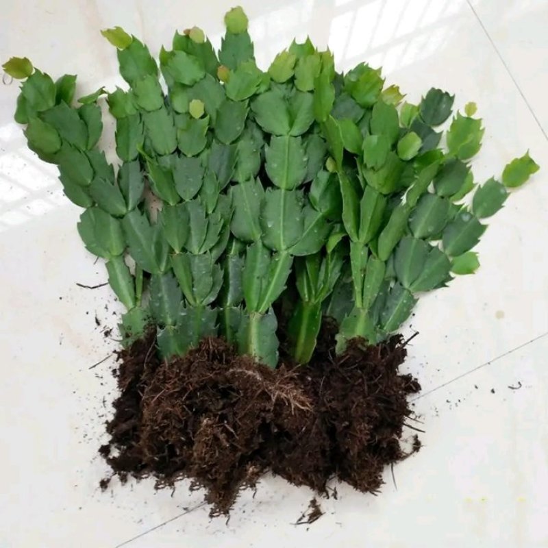 蟹爪兰贺兰红含苞待放基地直销量大优惠