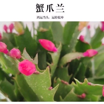蟹爪兰贺兰红含苞待放基地直销量大优惠