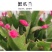 蟹爪兰贺兰红含苞待放基地直销量大优惠