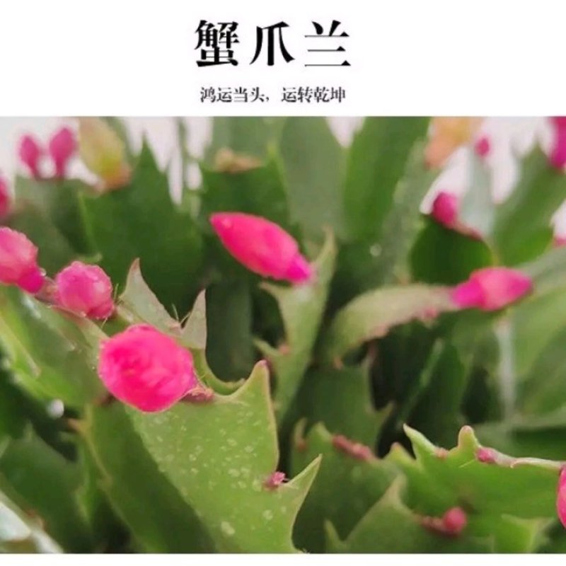蟹爪兰贺兰红含苞待放基地直销量大优惠