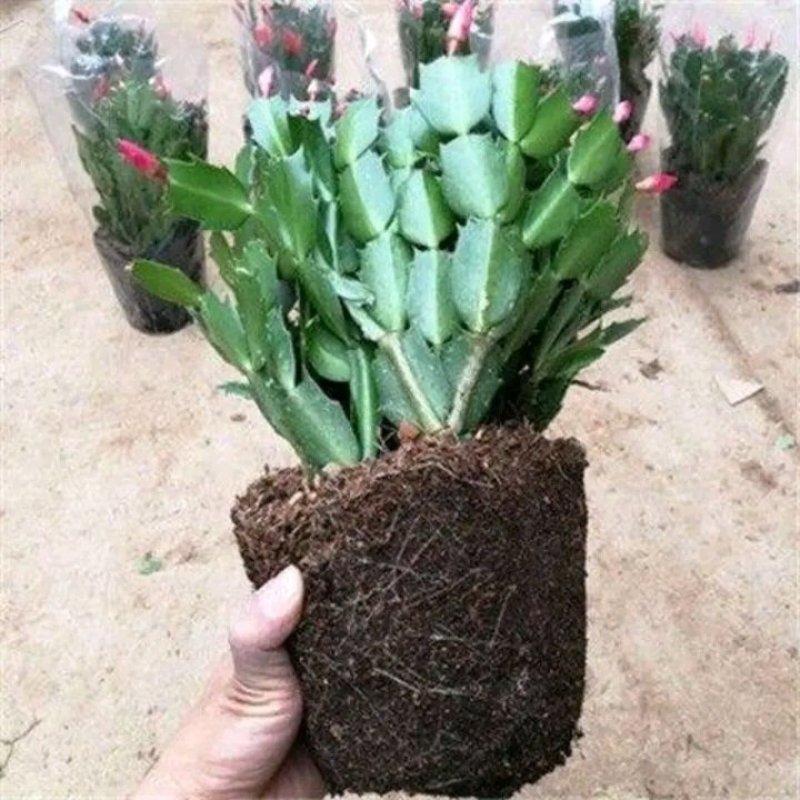 蟹爪兰贺兰红含苞待放基地直销量大优惠