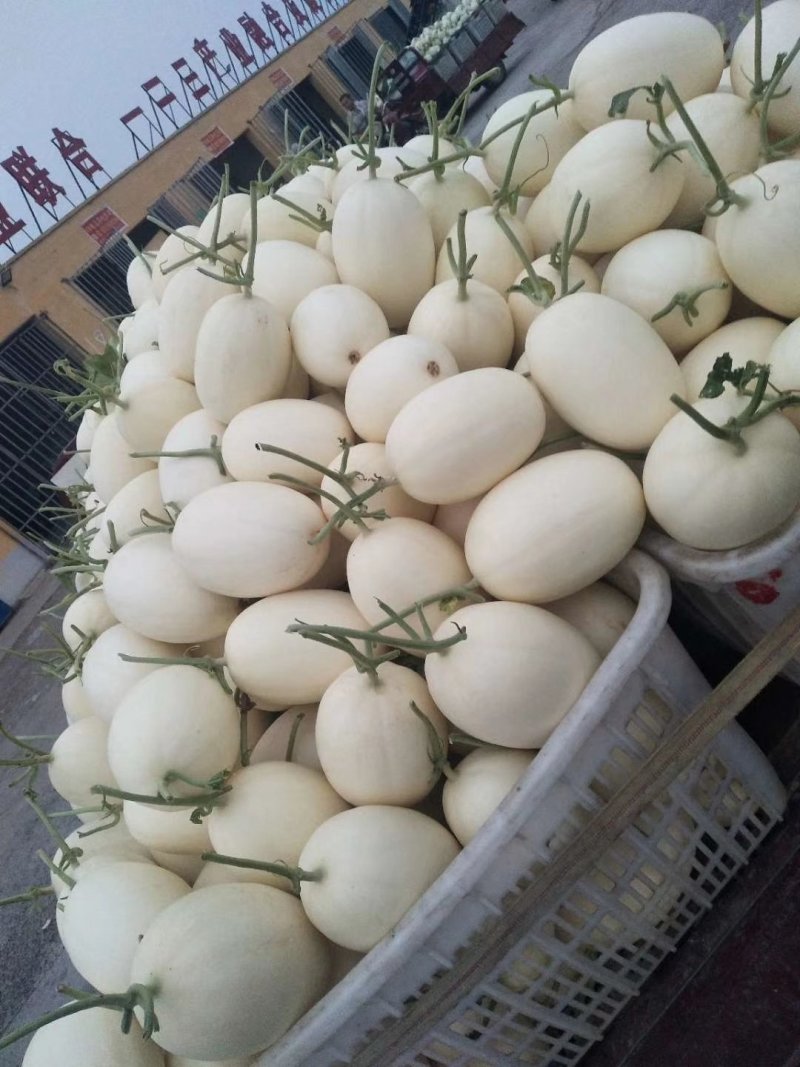 东方蜜精品东方蜜一号河南安阳滑县万亩甜瓜大量上市中