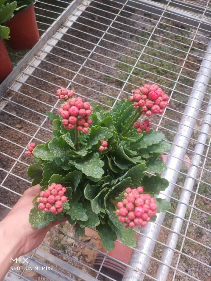 长寿花花苞多青州货